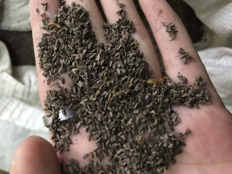 茺蔚子茺蔚籽保庆药业批发盗图必究实物拍摄！