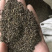 茺蔚子茺蔚籽保庆药业批发盗图必究实物拍摄！