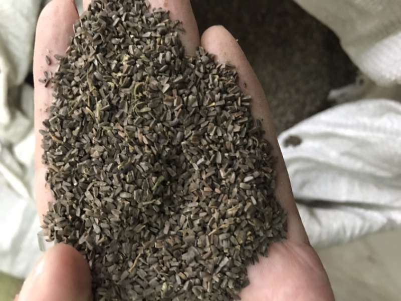 茺蔚子茺蔚籽保庆药业批发盗图必究实物拍摄！