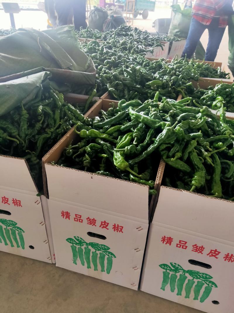 小皱皮辣椒，特辣，鲜辣椒，一件代发，欢迎各位老板前来联系，