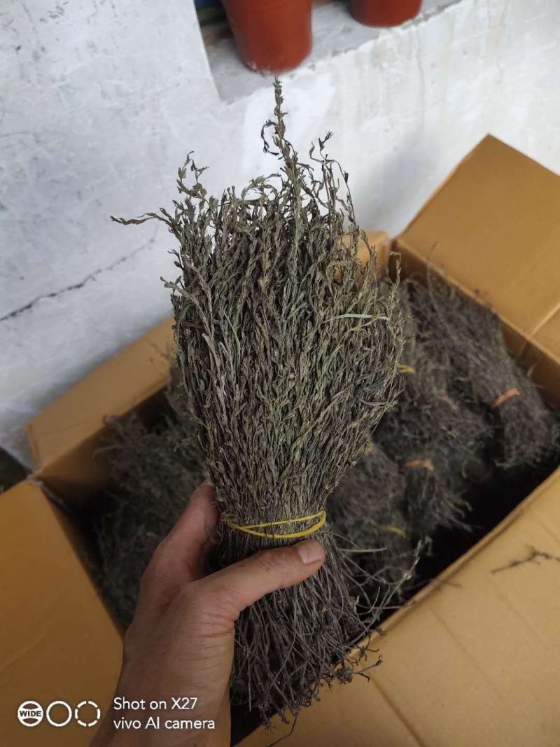 独角金需要的老板欢迎砸单