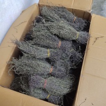 独角金需要的老板欢迎砸单