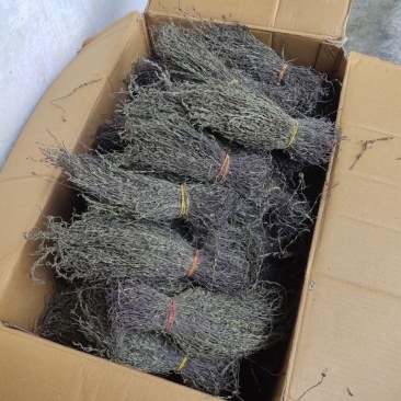 独角金需要的老板欢迎砸单