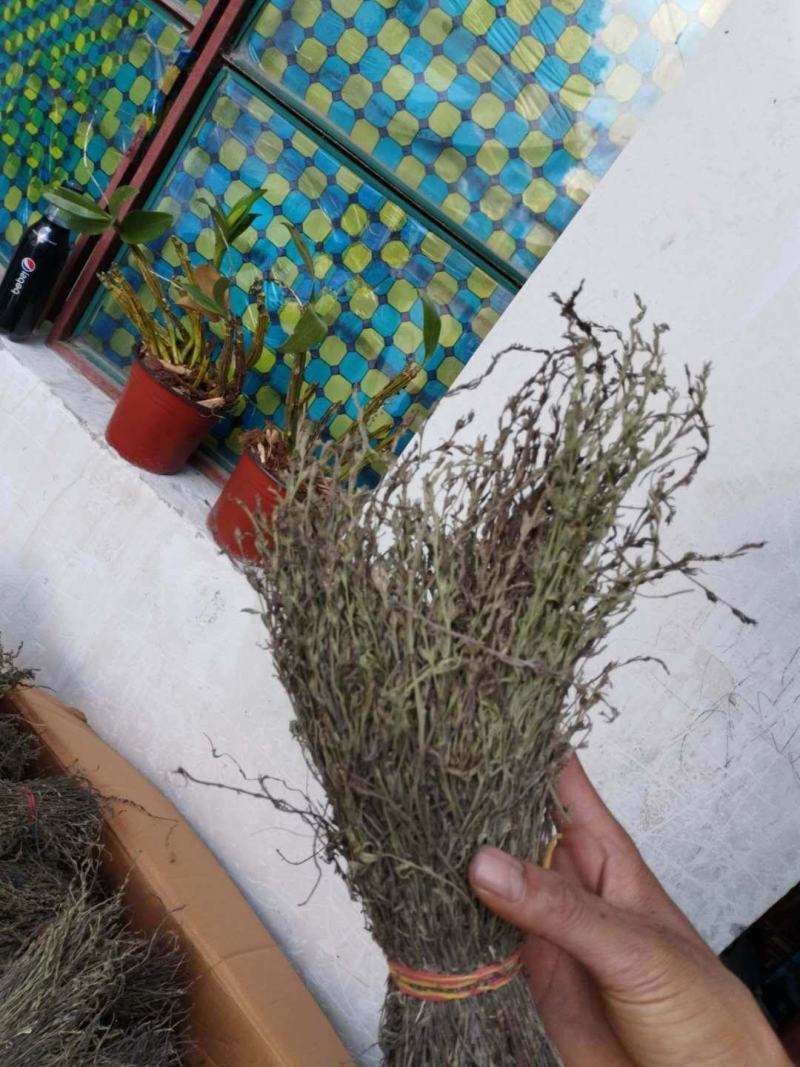 独角金需要的老板欢迎砸单
