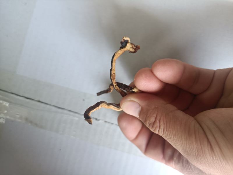 榆耳菌丝榆耳丝榆耳菇丝灵芝菌菇丝榆耳榆耳
