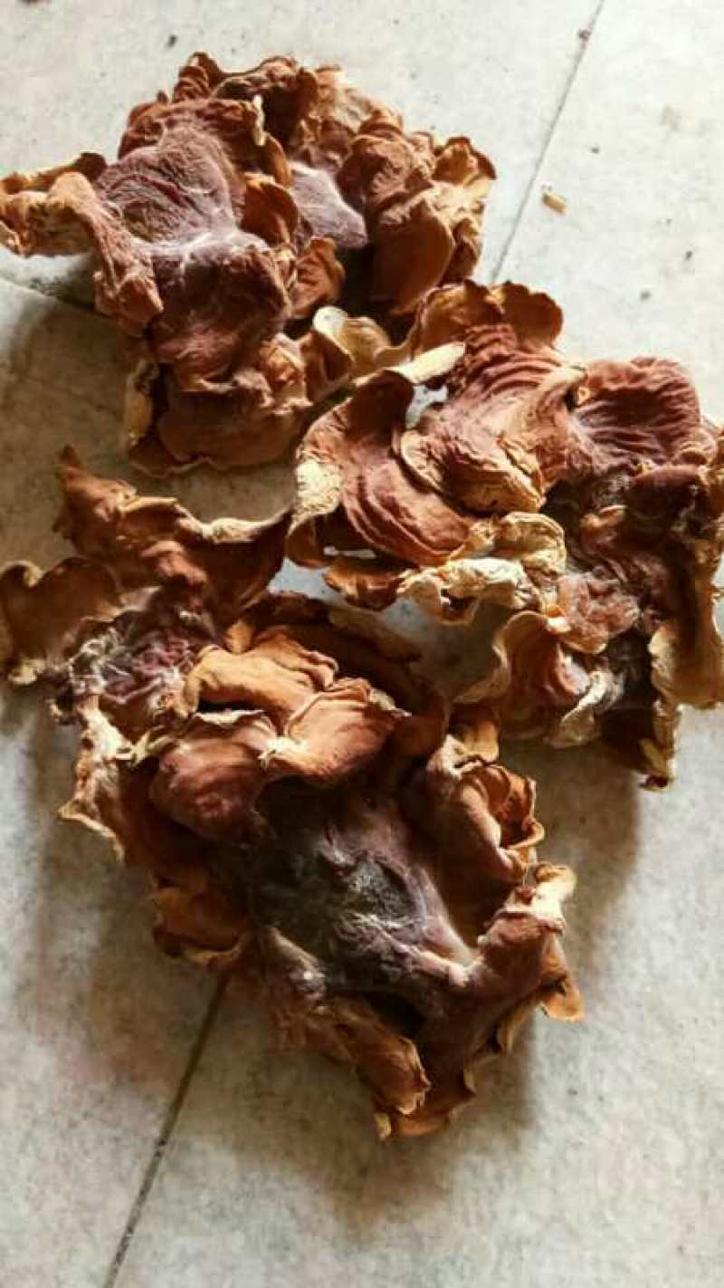 榆耳菌丝榆耳丝榆耳菇丝灵芝菌菇丝榆耳榆耳