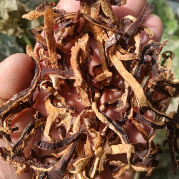 榆耳菌丝榆耳丝榆耳菇丝灵芝菌菇丝榆耳榆耳