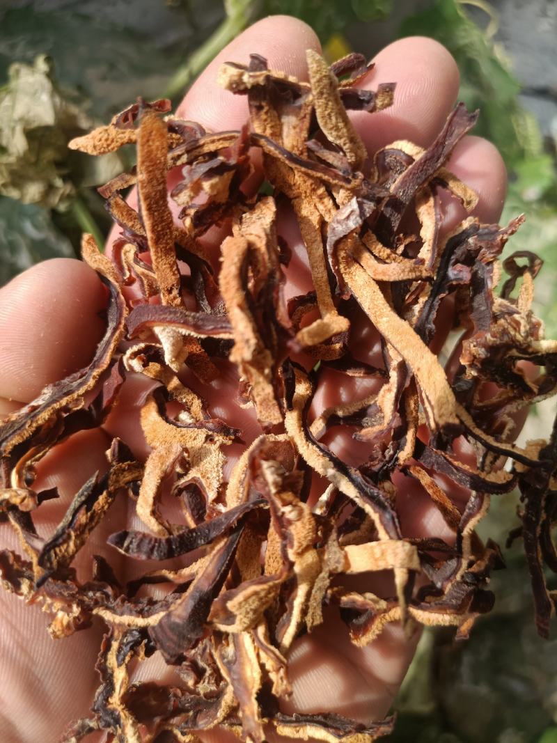 榆耳菌丝榆耳丝榆耳菇丝灵芝菌菇丝榆耳榆耳