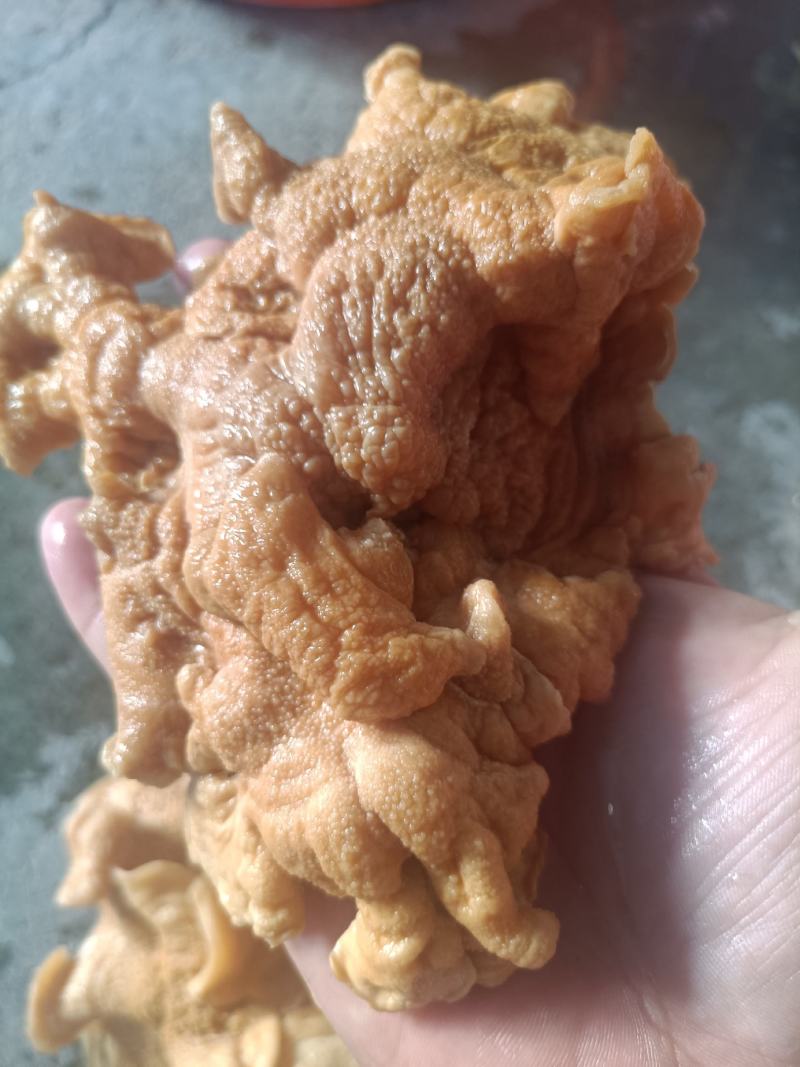 榆耳菌丝榆耳丝榆耳菇丝灵芝菌菇丝榆耳榆耳