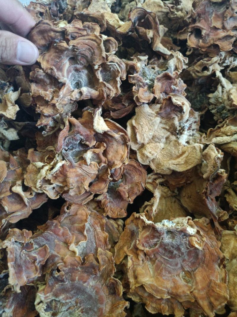 榆耳菌丝榆耳丝榆耳菇丝灵芝菌菇丝榆耳榆耳