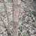 流苏树别名（萝卜丝花、牛筋子、乌金子、茶叶树、四月雪）