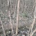 流苏树别名（萝卜丝花、牛筋子、乌金子、茶叶树、四月雪）