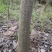 流苏树别名（萝卜丝花、牛筋子、乌金子、茶叶树、四月雪）