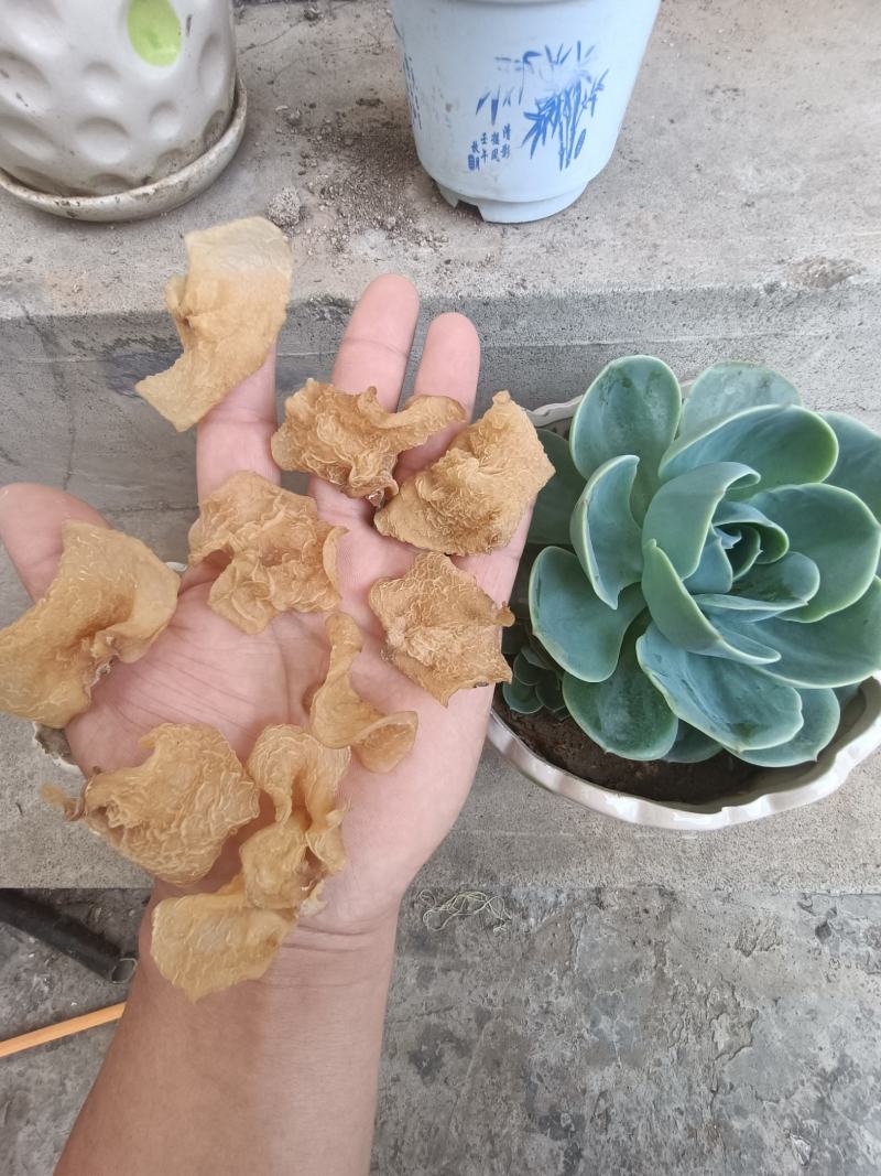 羊肚耳沙耳菌羊肚耳菌羊肚耳菇羊肚耳蕈菇菌沙耳菌