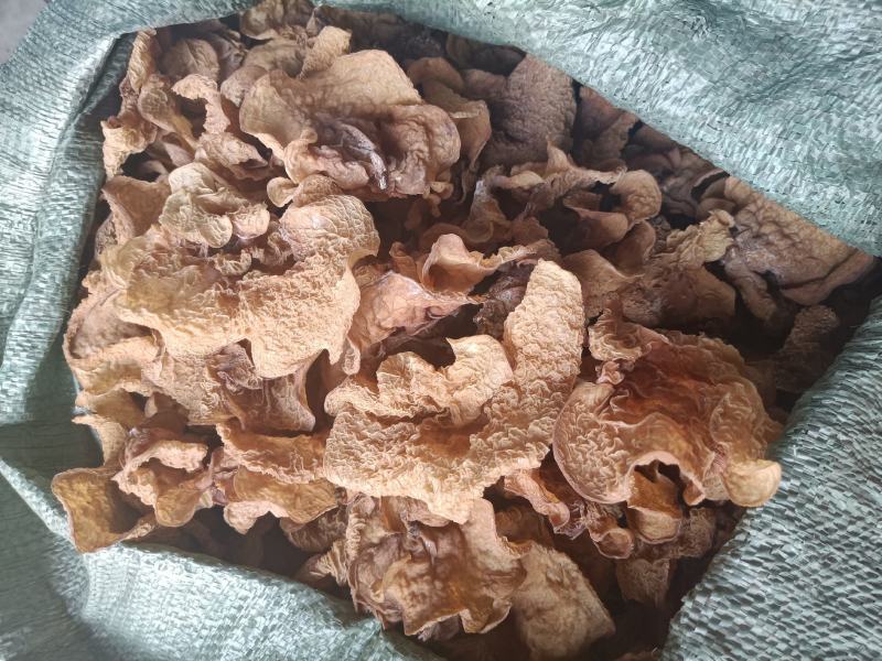 羊肚耳沙耳菌羊肚耳菌羊肚耳菇羊肚耳蕈菇菌沙耳菌