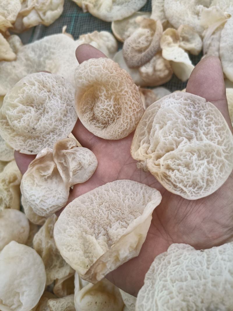 羊肚耳沙耳菌羊肚耳菌羊肚耳菇羊肚耳蕈菇菌沙耳菌