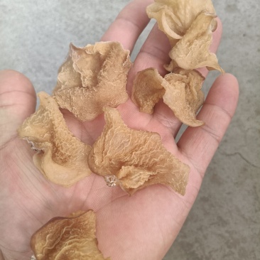 羊肚耳沙耳菌羊肚耳菌羊肚耳菇羊肚耳蕈菇菌沙耳菌