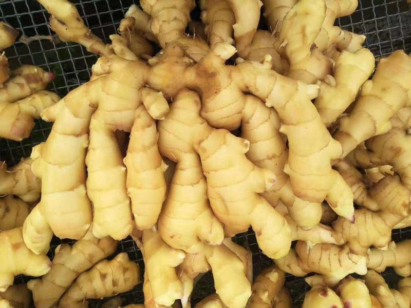 鲜姜产地批发红芽姜大量上市随时来随时装货
