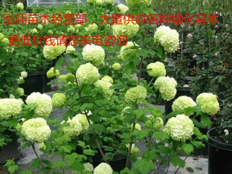 我们的木绣球价格低质量优泓翊苗木经营部，大量供应苗木