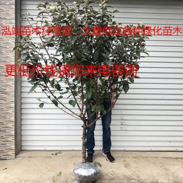 我们的木绣球价格低质量优泓翊苗木经营部，大量供应苗木