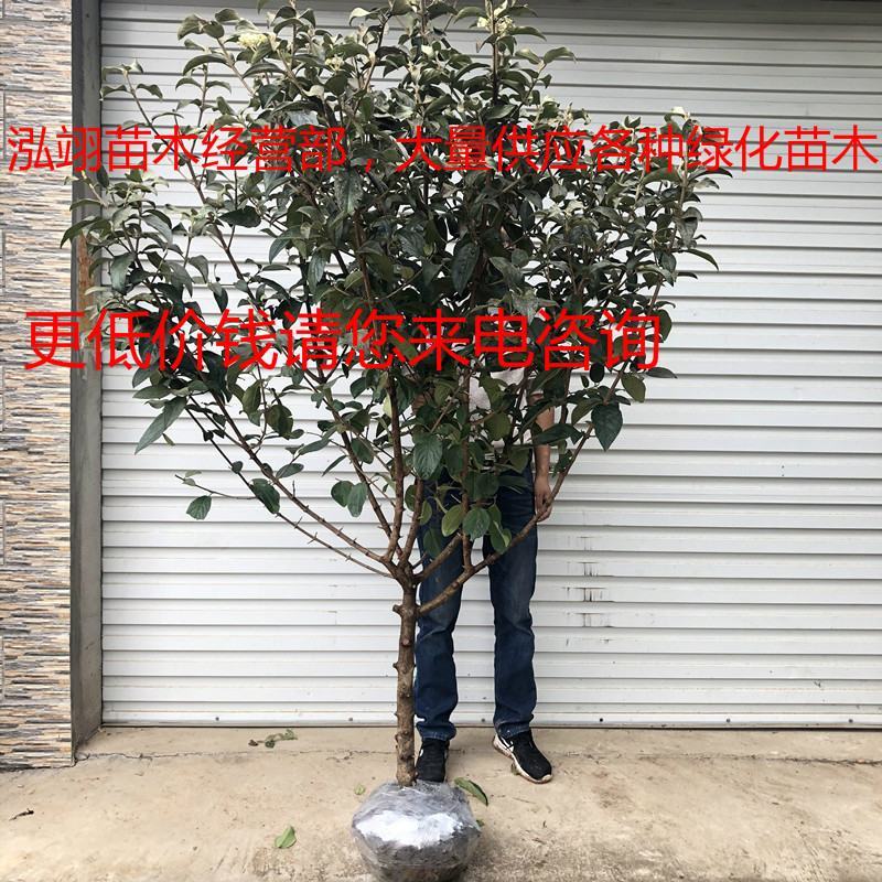 我们的木绣球价格低质量优泓翊苗木经营部，大量供应苗木