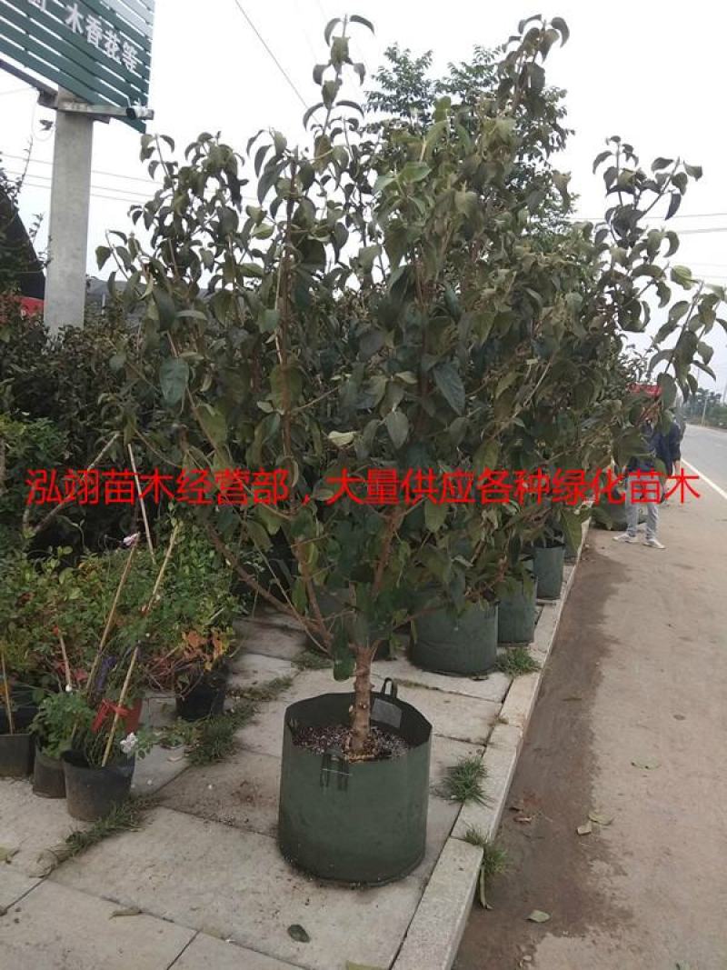 我们的木绣球价格低质量优泓翊苗木经营部，大量供应苗木