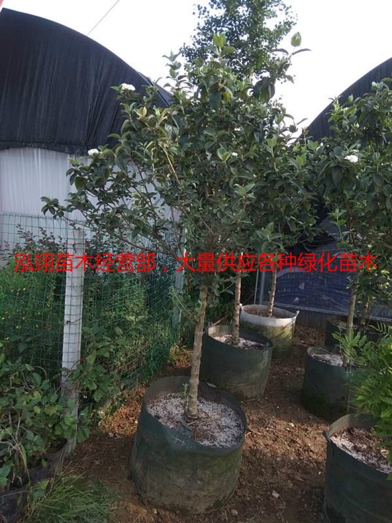 我们的木绣球价格低质量优泓翊苗木经营部，大量供应苗木