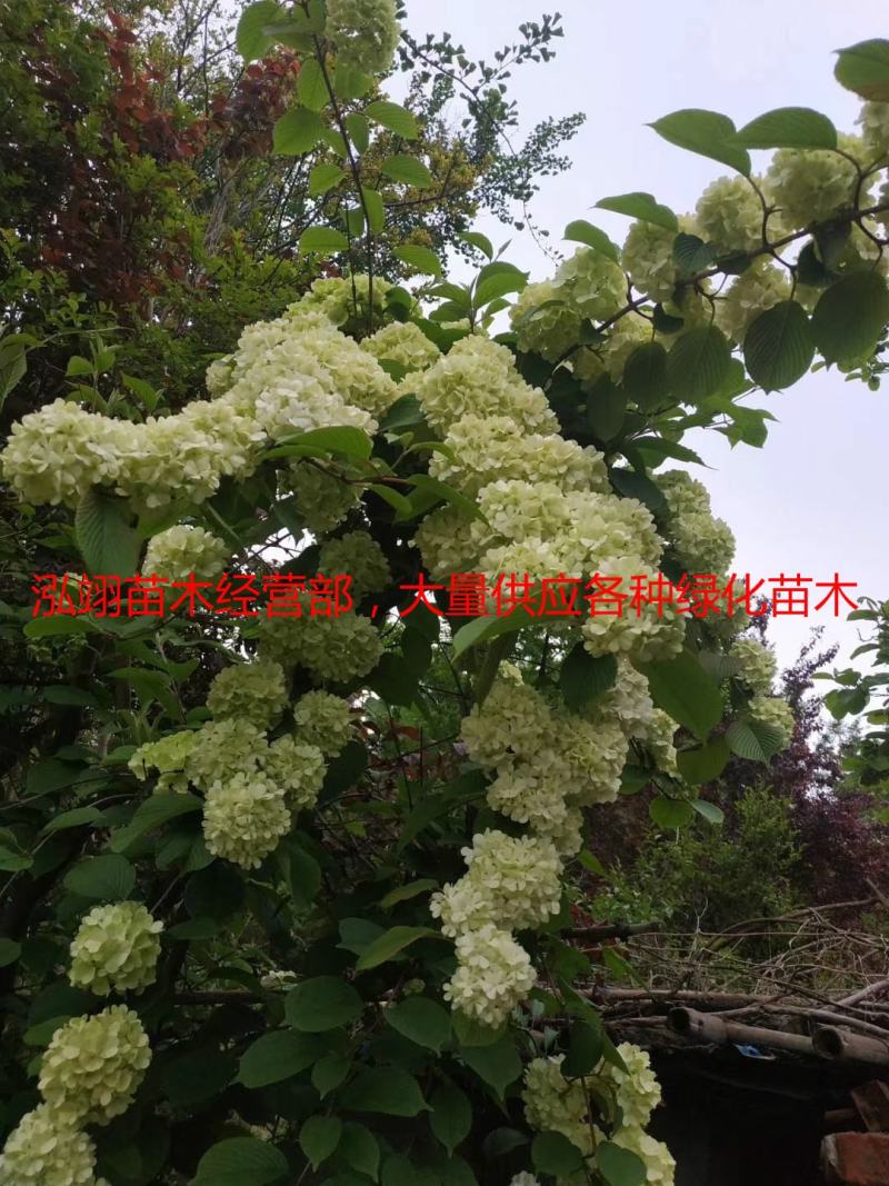 我们的木绣球价格低质量优泓翊苗木经营部，大量供应苗木