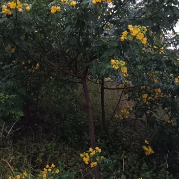 黄花槐黄槐隆昌黄花槐高杆，低杆，丛生