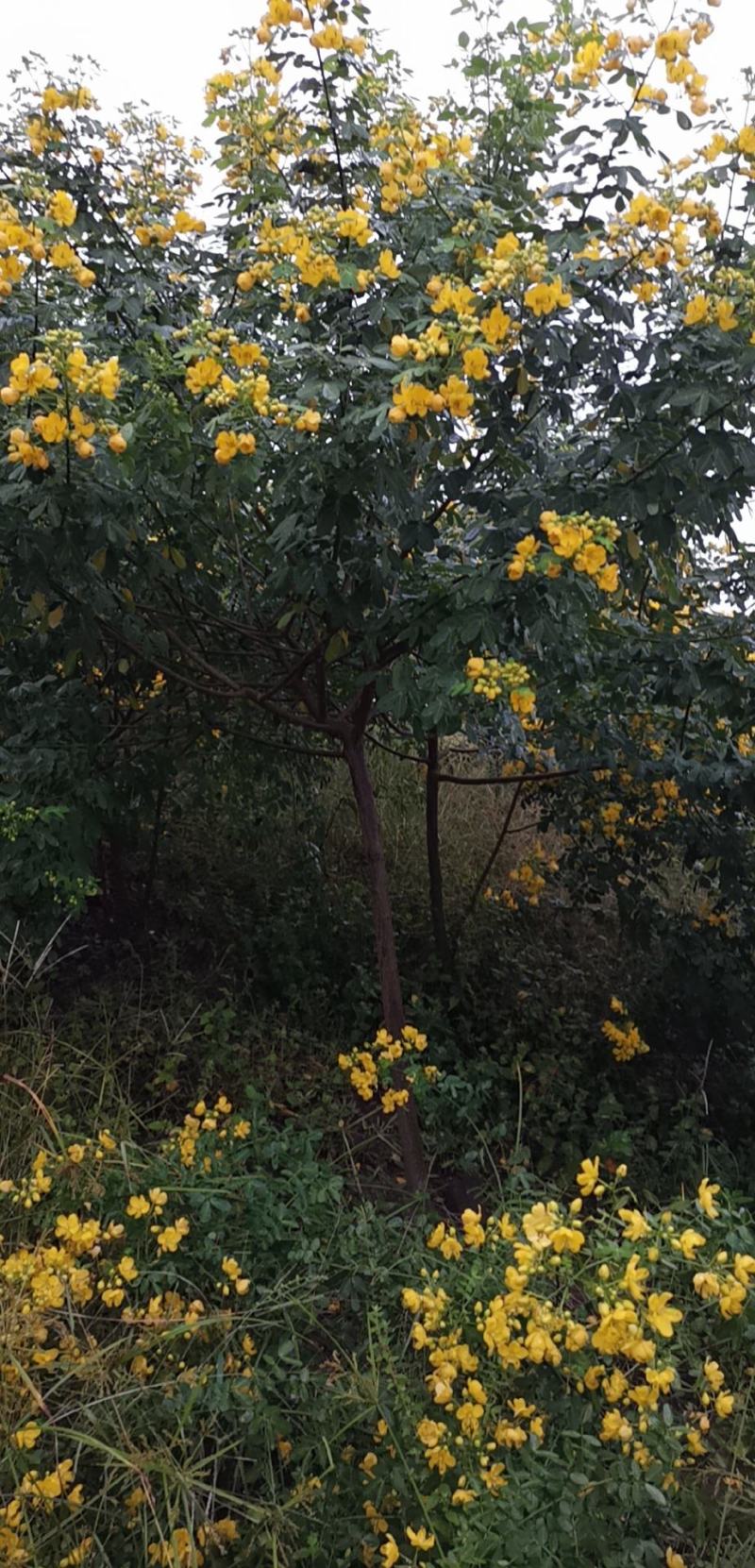 黄花槐黄槐隆昌黄花槐高杆，低杆，丛生
