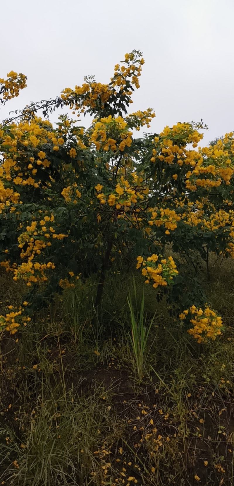 黄花槐黄槐隆昌黄花槐高杆，低杆，丛生