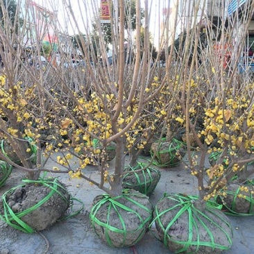腊梅花树苗耐寒花卉盆栽植物棒棒糖嫁接浓香型素心梅小苗庭院