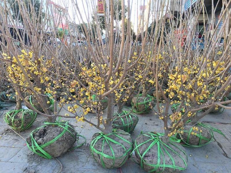腊梅花树苗耐寒花卉盆栽植物棒棒糖嫁接浓香型素心梅小苗庭院
