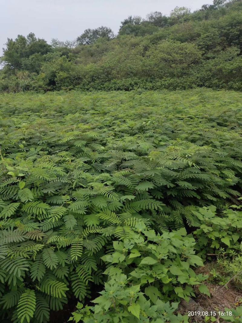 合欢、合欢小苗、山合欢苗