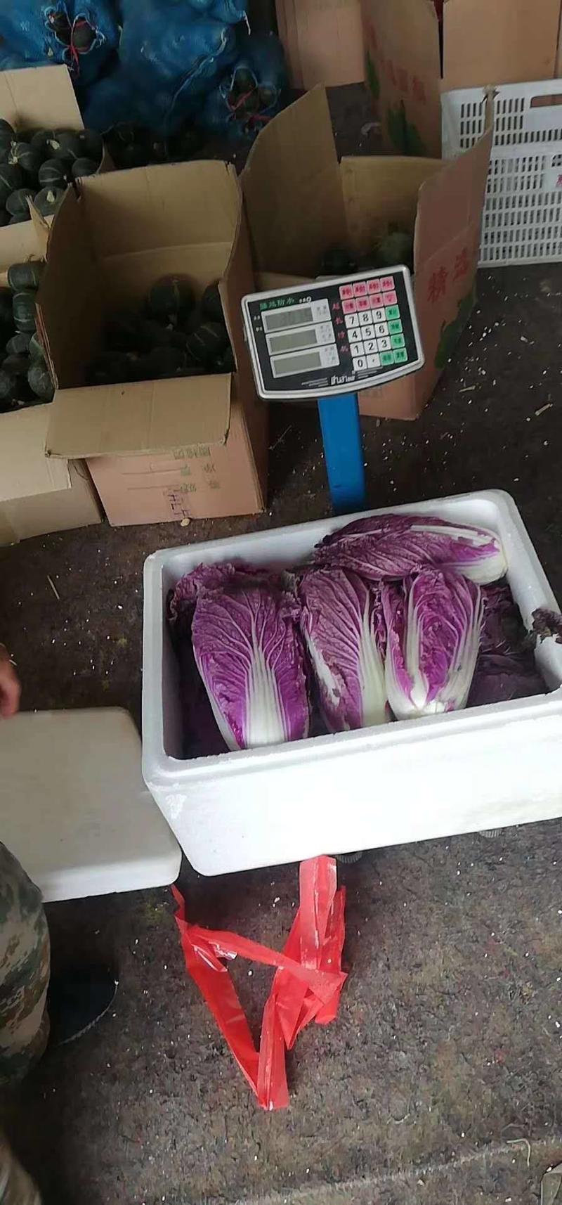 紫白菜山东特菜野菜全年批发，可快递，空运，物流，航空