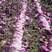 紫白菜山东特菜野菜全年批发，可快递，空运，物流，航空