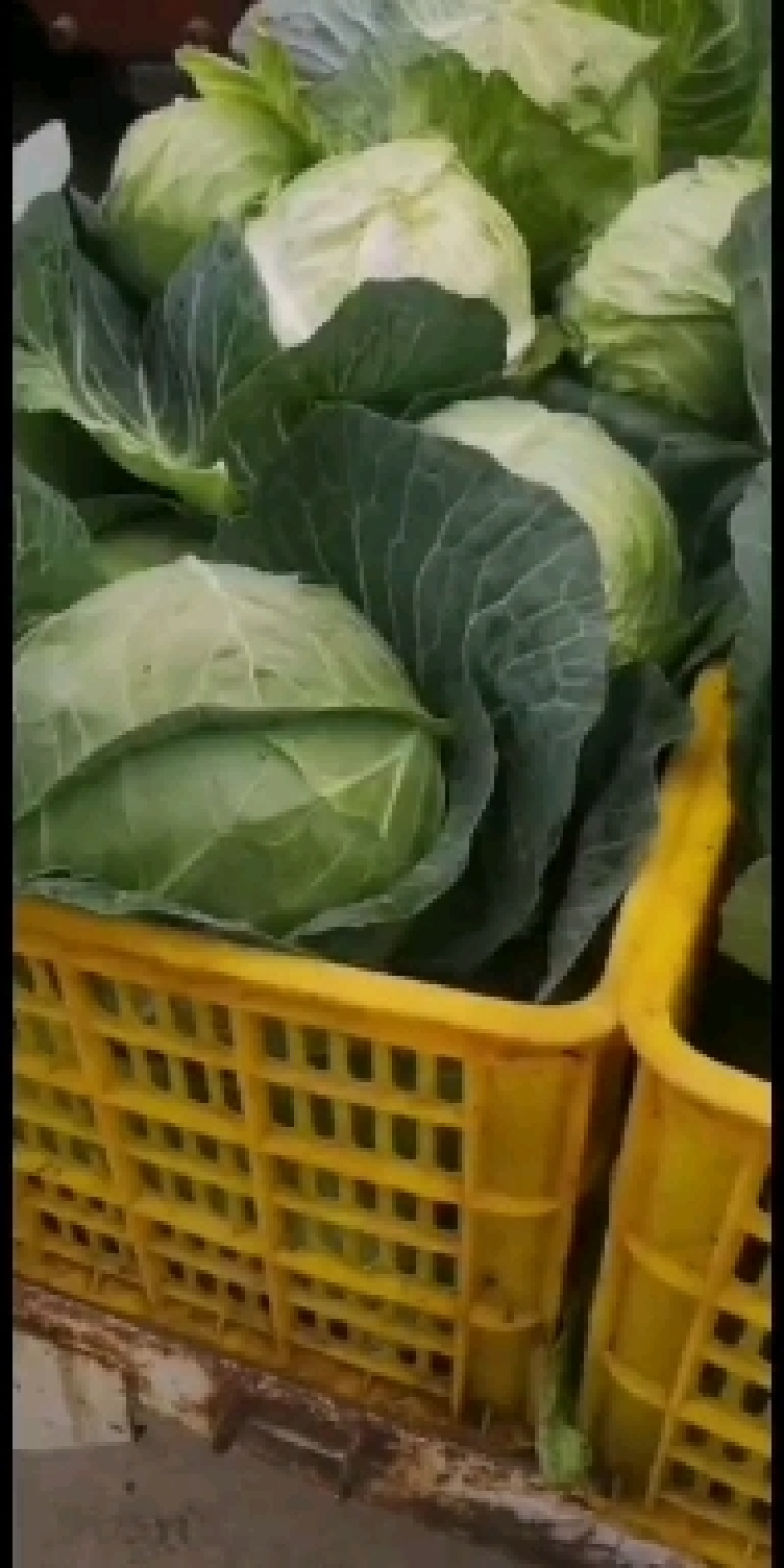 精品小铁头，0.5要的客户速度