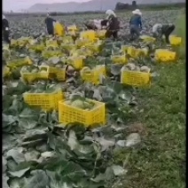 精品小铁头，0.5要的客户速度