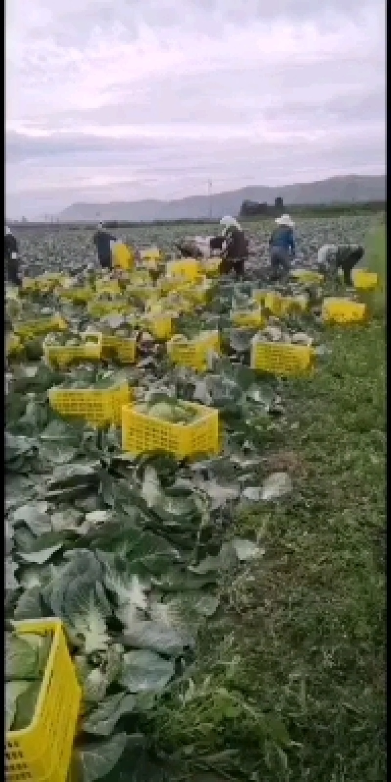 精品小铁头，0.5要的客户速度