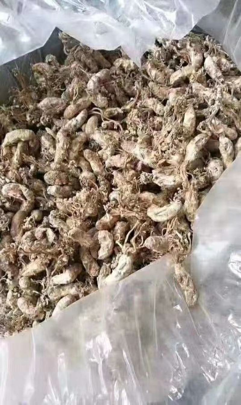 金蝉花，大别山天然，优质，大虫草