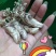 金蝉花，大别山天然，优质，大虫草