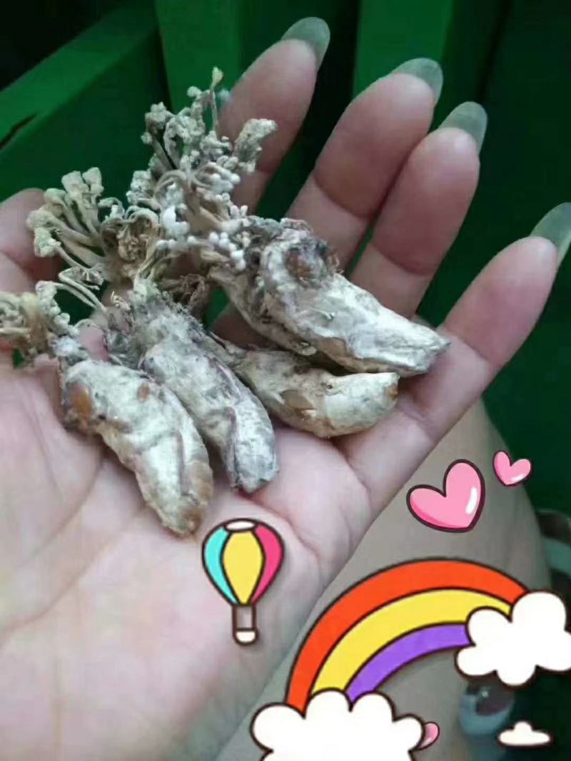 金蝉花，大别山天然，优质，大虫草