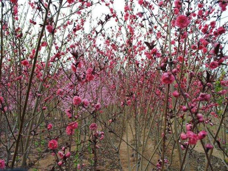 梅花小苗原生红梅绿梅腊梅骨里红梅花苗庭院盆栽地栽