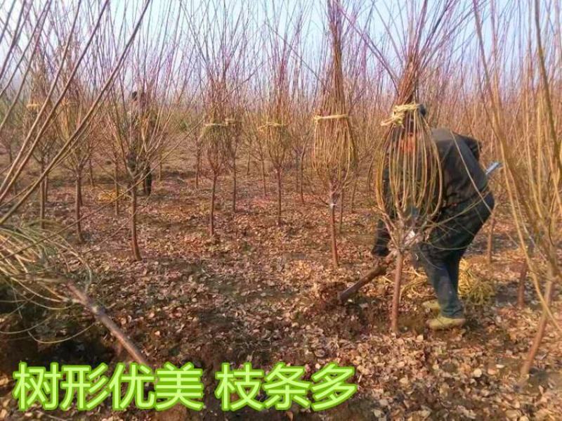 梅花小苗原生红梅绿梅腊梅骨里红梅花苗庭院盆栽地栽