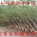 梅花小苗原生红梅绿梅腊梅骨里红梅花苗庭院盆栽地栽