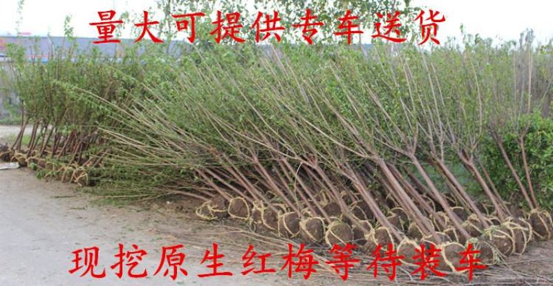 梅花小苗原生红梅绿梅腊梅骨里红梅花苗庭院盆栽地栽