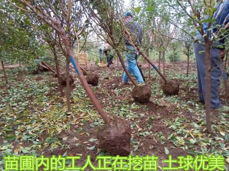 梅花小苗原生红梅绿梅腊梅骨里红梅花苗庭院盆栽地栽