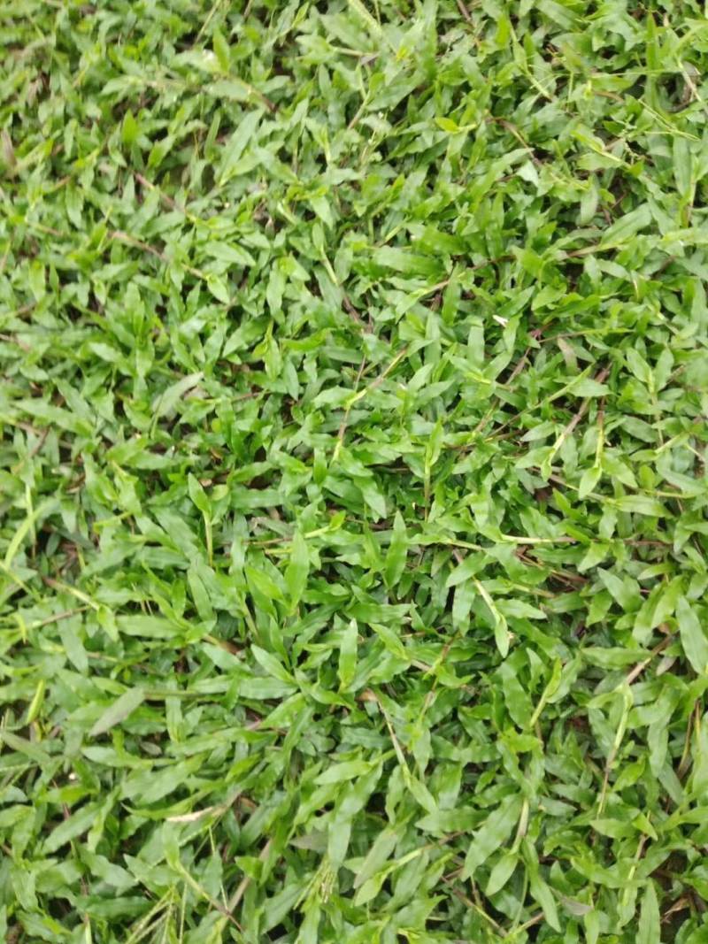 兰引三号，大叶油草，台湾草