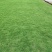 兰引三号，大叶油草，台湾草