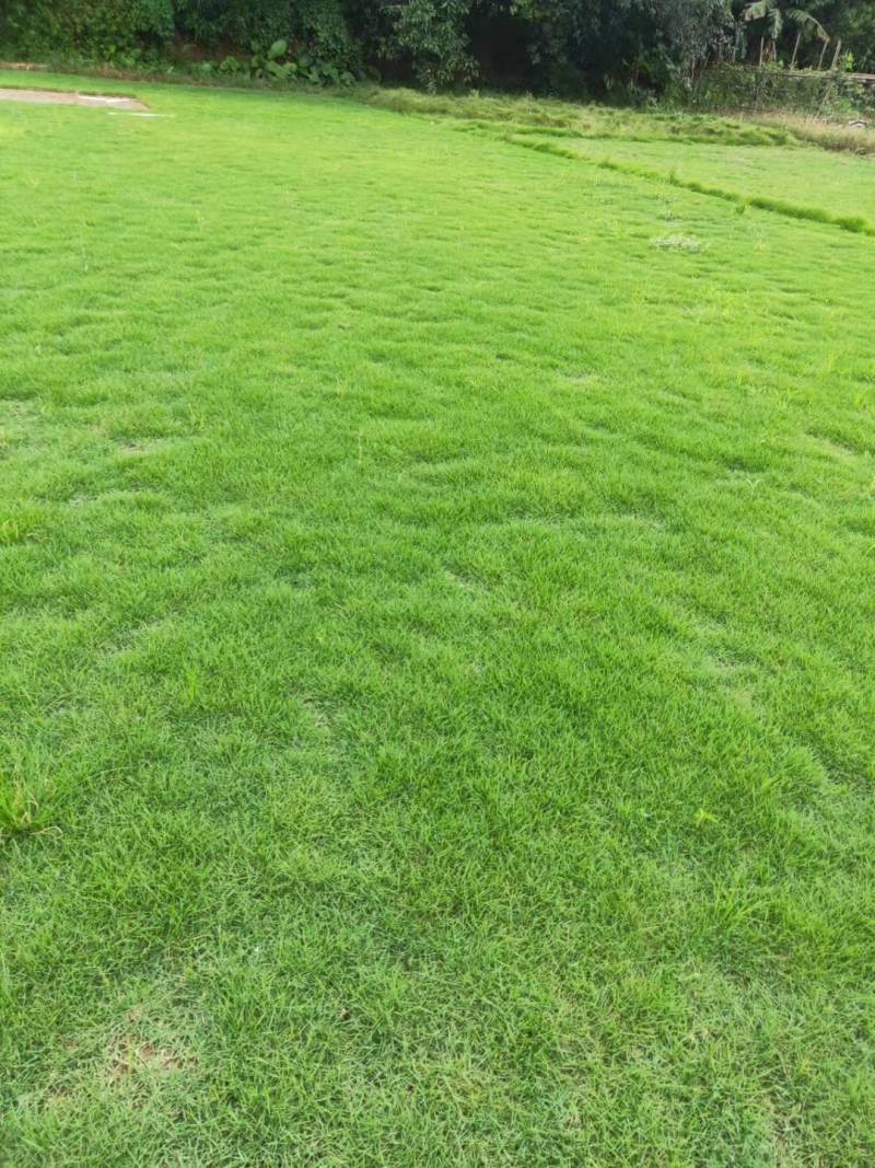兰引三号，大叶油草，台湾草
